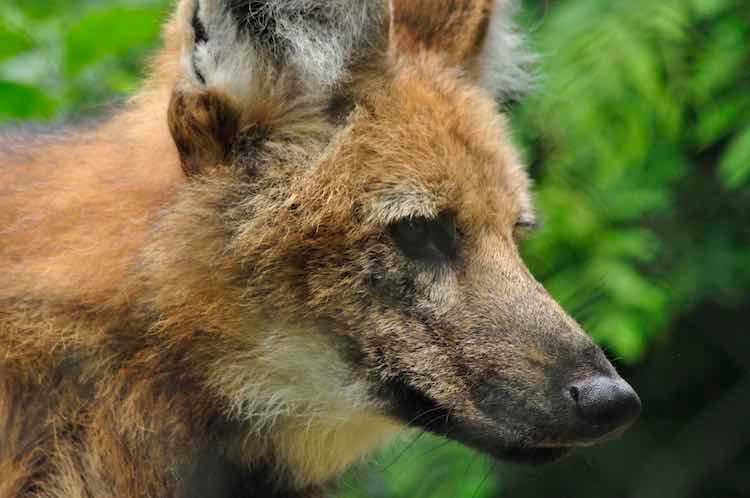 Pomerode_Lobo-guara. Zoo pomerode